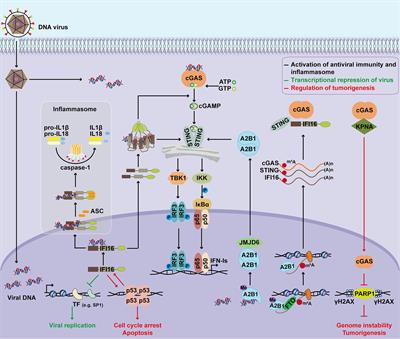 Function and Regulation of Nuclear DNA Sensors During Viral Infection and Tumorigenesis